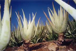 aloe vera