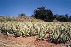 aloe vera