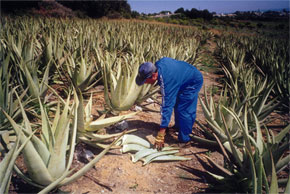 aloe vera